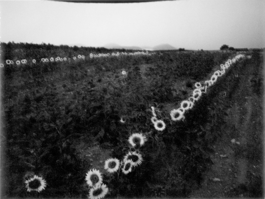 scan black sunflowers 2001-Modifier-Modifier-Modifier